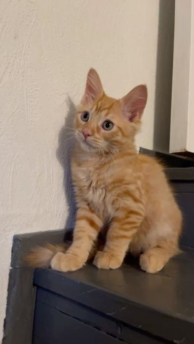 Шотландские котятки!