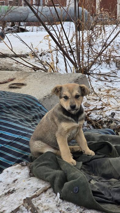 Щенки ищут дом..