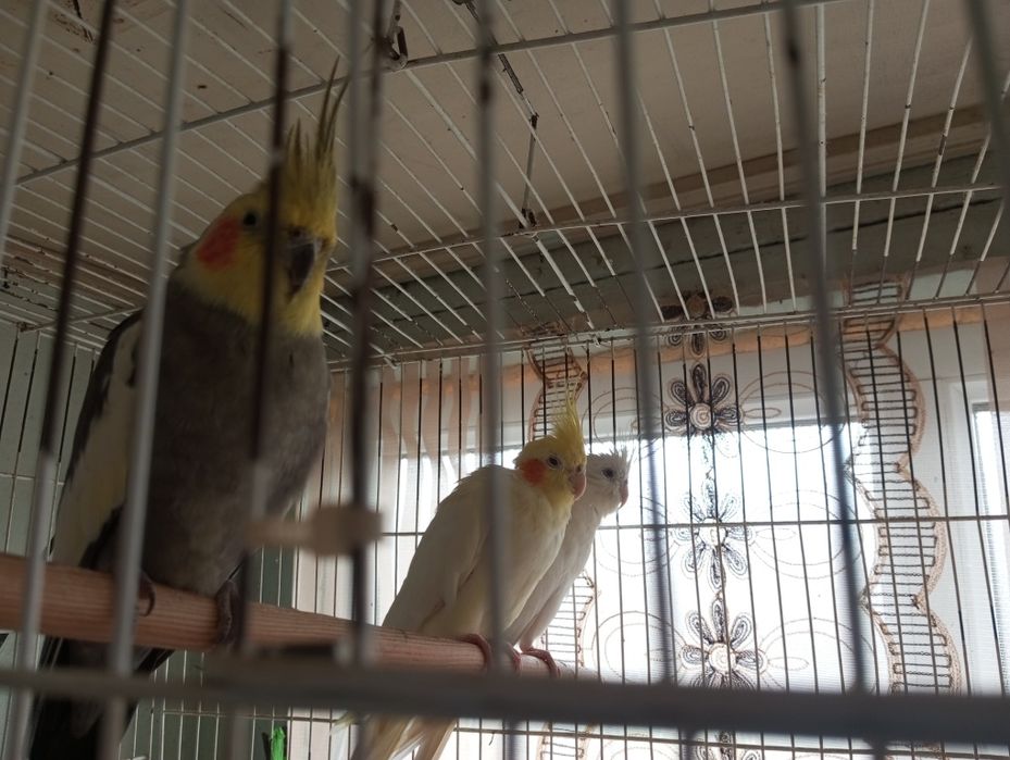 Papugay Karela 3 chalsi 650000somga ber boraman 1tasi nar 2 taksi moda