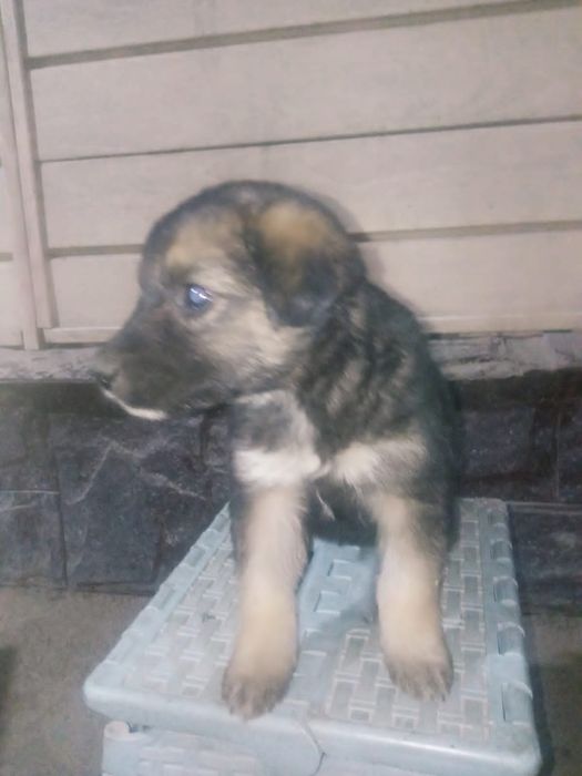 Отдам даром щенки