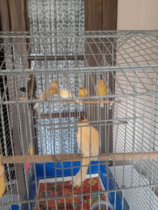 Vând canari 6 buc