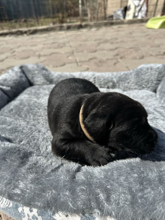 Бронь Лабрадор щенки род.8 марта