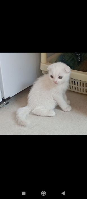 Продаю породистых котят вислоухая порода