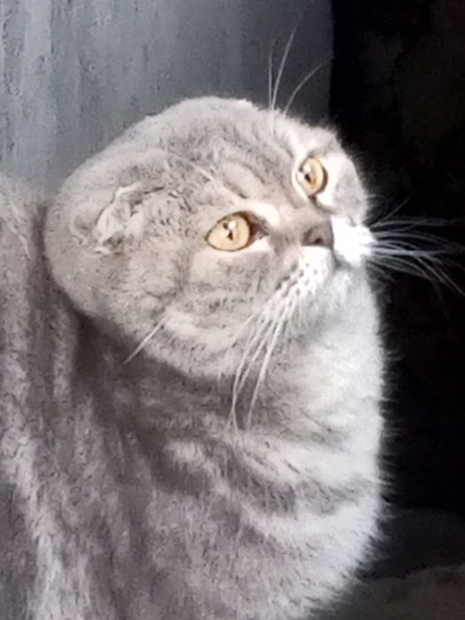 Отдам в дар кошечку ( Гоголя Муратбаева) Алматы