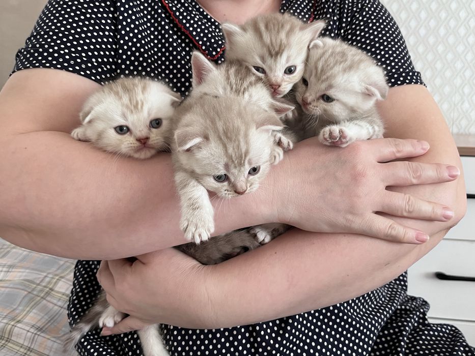 Котята Шотландцы мальчики 45.000