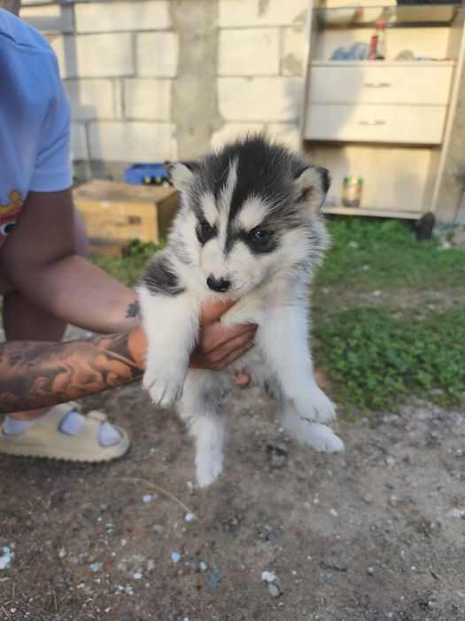 Cățeluși husky perfect sănătoși