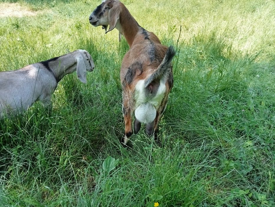 Vind oi sufok, capre și iede alpine și anglonubiene.