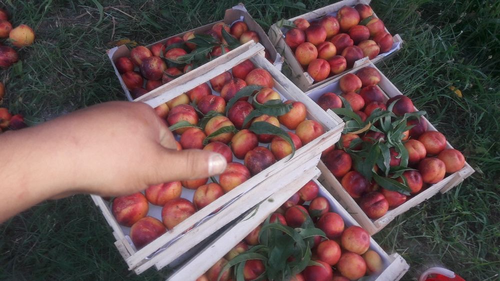 SHOFTOLI kuchatlarini Eng yangi sortlari bor maykris Amerika Vinnus