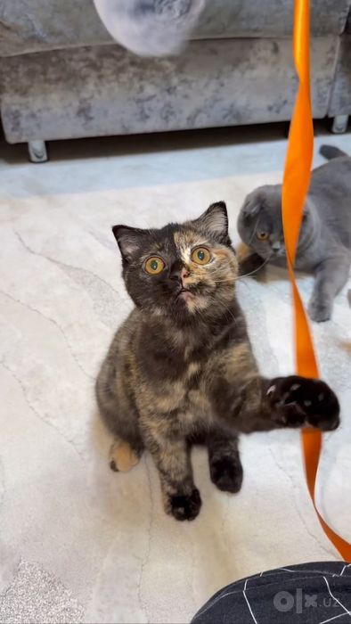 Отдам в добрые хорошие руки котенка