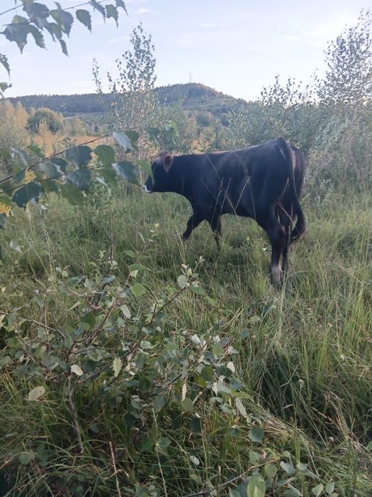 Taur de vânzare