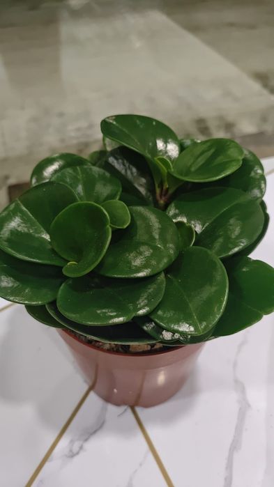 Продам комнатные цветы