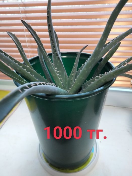 Комнатные растения