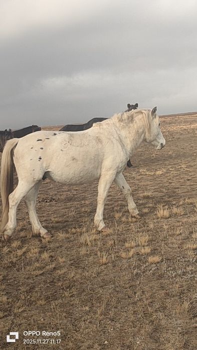 Айгыр сатылат.. .