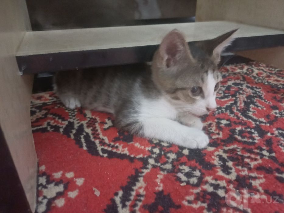 Котята бесплатно