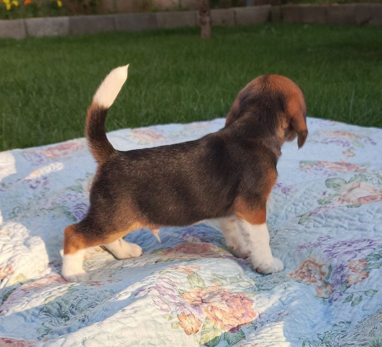 Предлагается кобель для вязки