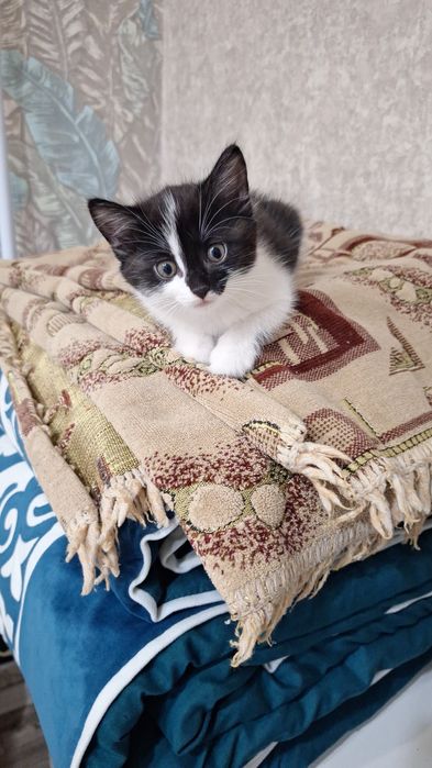 Срочно отдам кошечку.