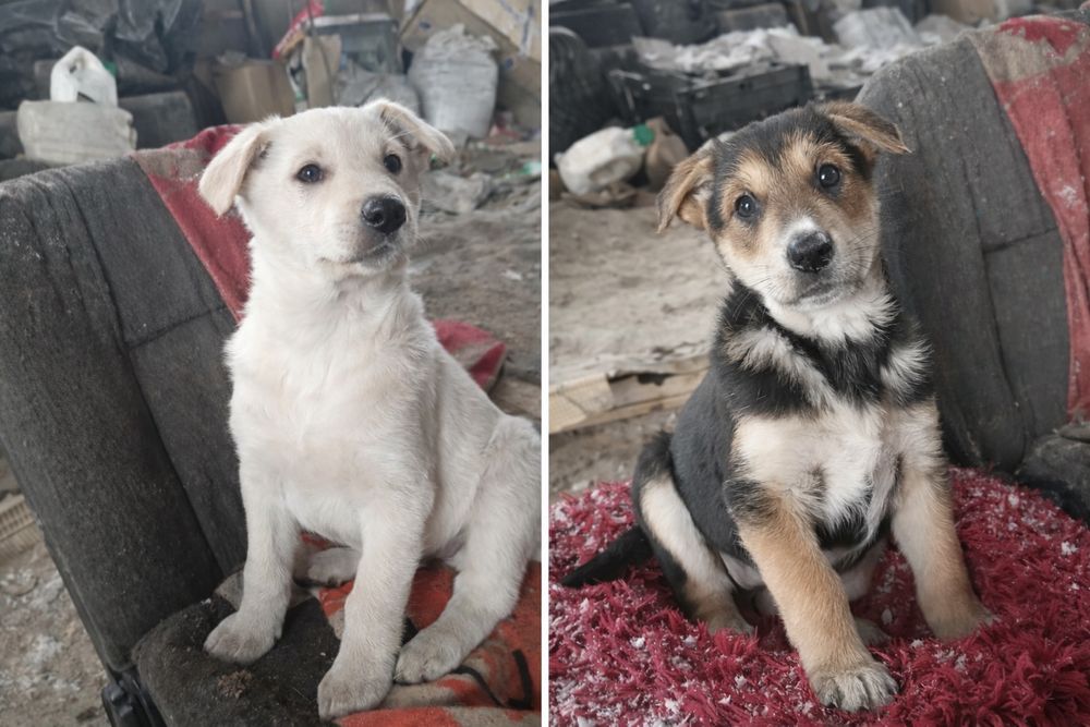 Срочно отдам щенков в добрые руки