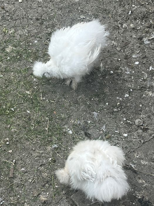 pui de mătase japoneză