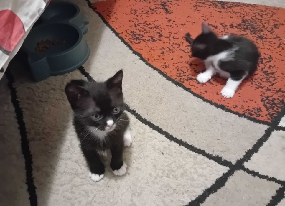 fata si baiat adopție