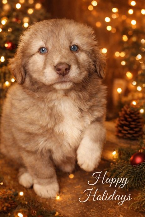 Щенки ищут дом: 2 мальчика  и  девочка