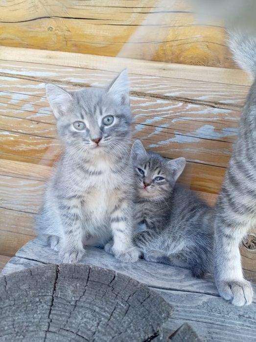 Отдам котят в хорошие руки.