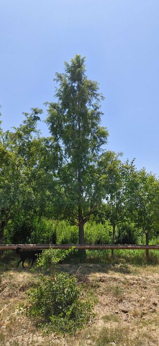 Метасекво́йя — редкое и уникальное дерево.