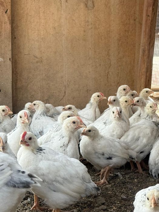 Продаются цыплята Адлера