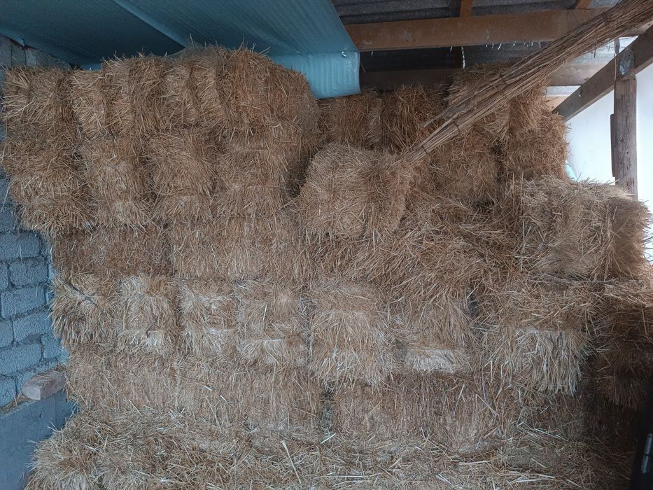 Somon press                                 .