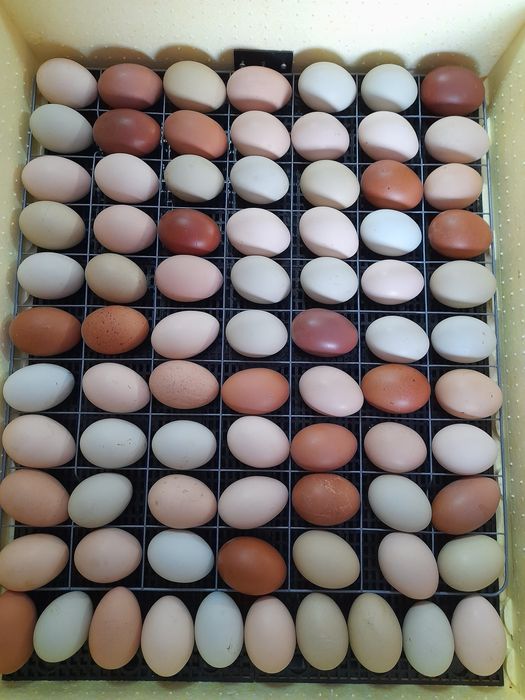 Цыплята домашние