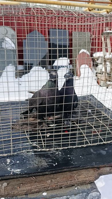 Голуби жуки двухчубые