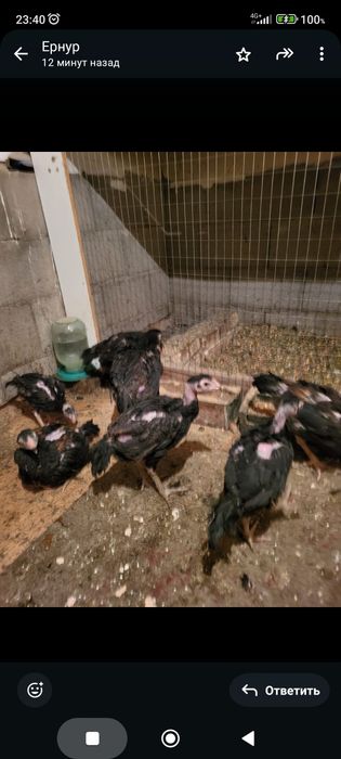 Сатамын шоже кораздар 10 000 нан