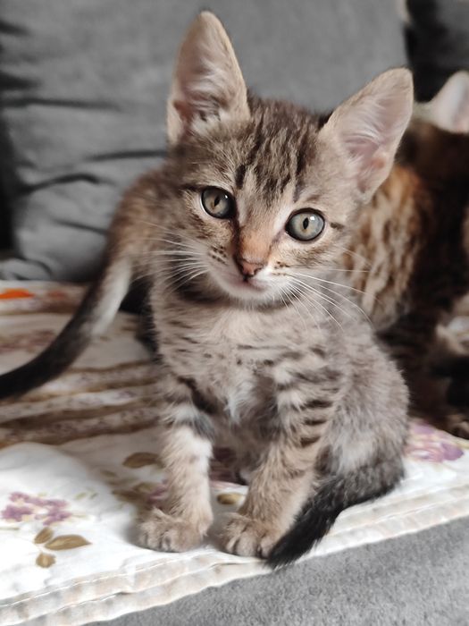 Отдам котят бауырластар 2