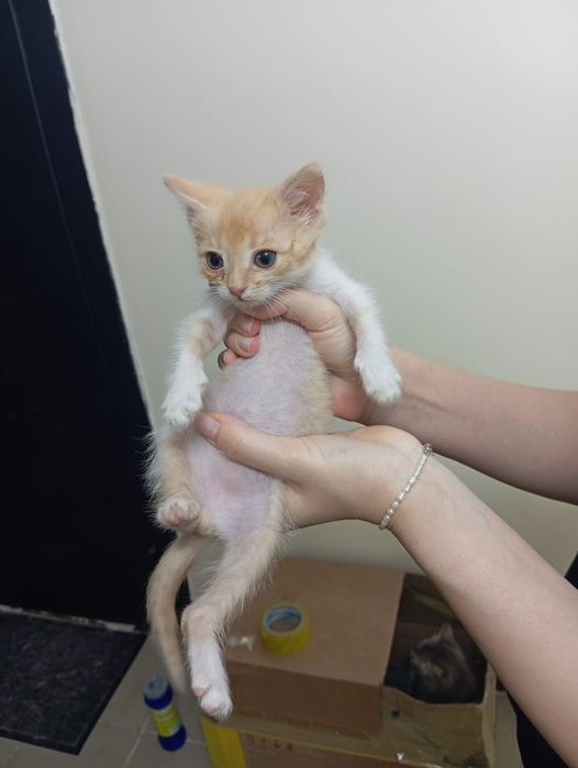 котик в добрые руки