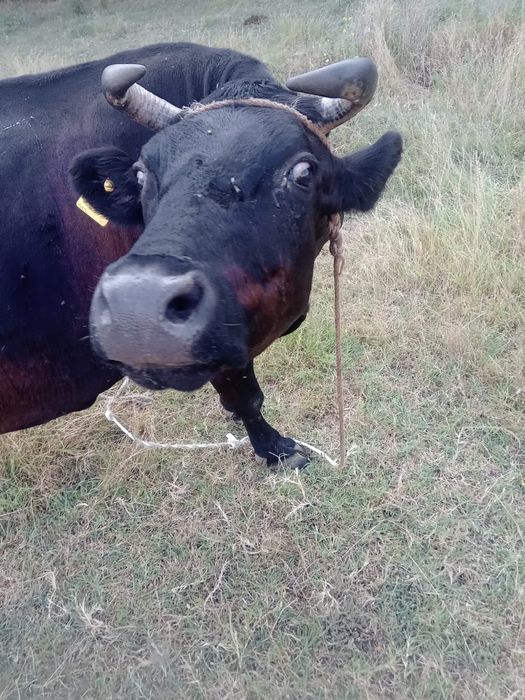 Vând vaca cu vițel
