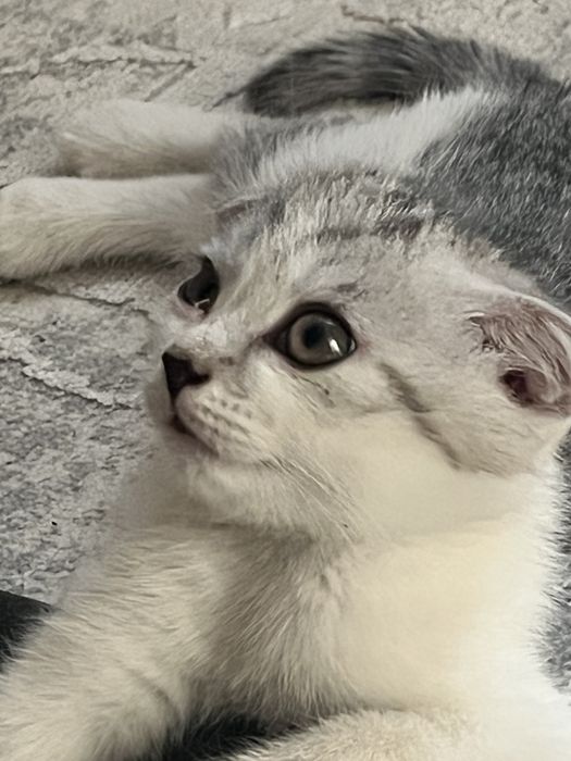 Мысық шотлански  бала мысық