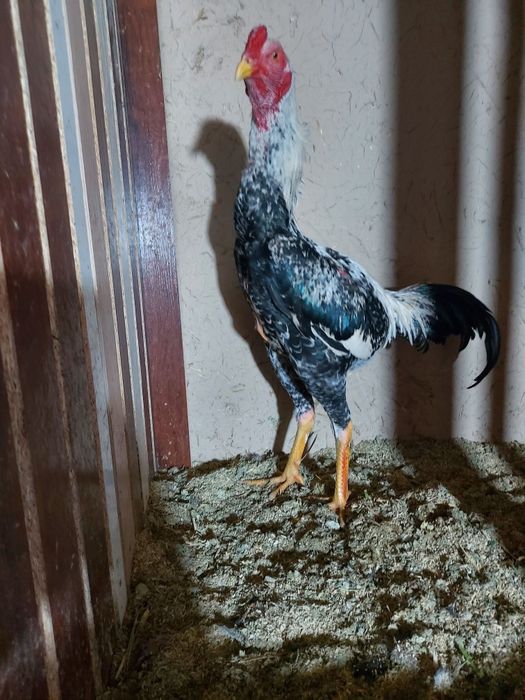 Avgusta chiqan juja sotiladi