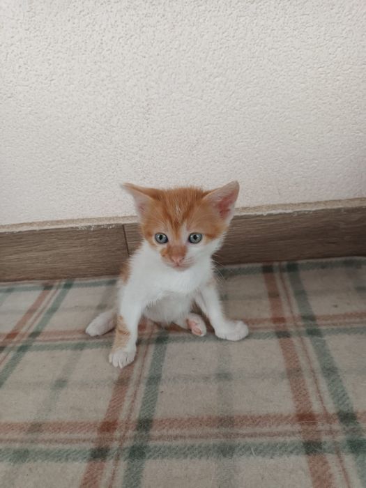 pui de pisica spre adoptie