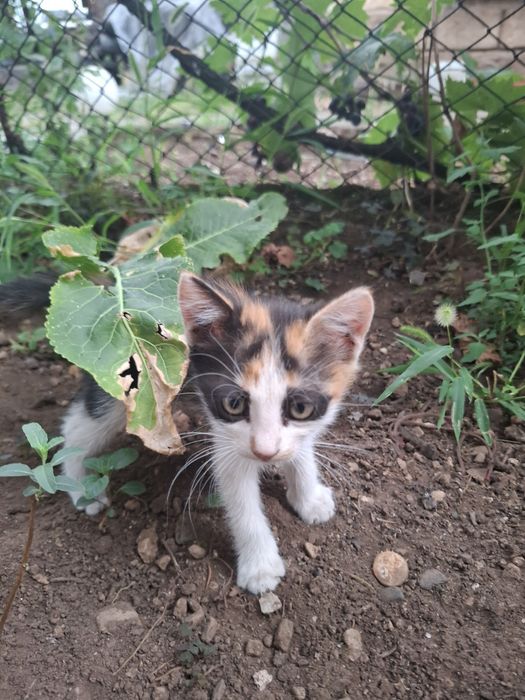 Котета търсят новия си дом