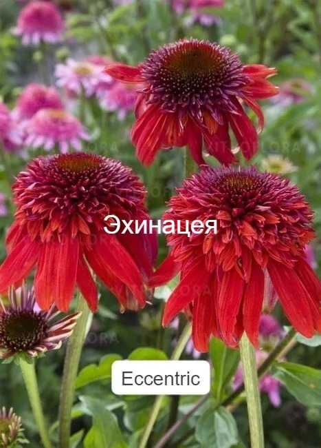 Многолетние цветы со своего участка. От 1000тг