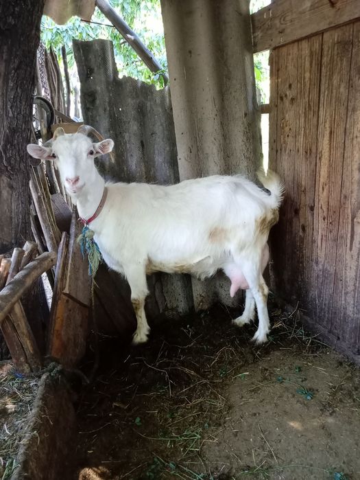 Capre de vanzare