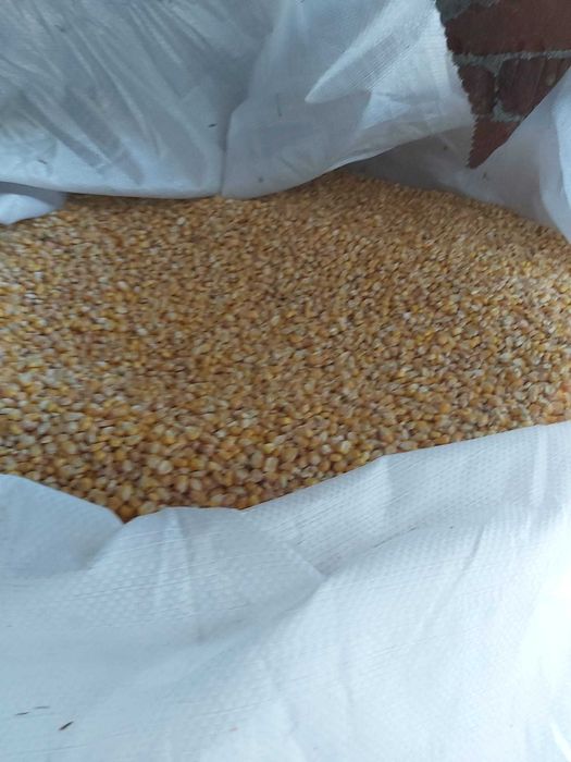 Grau de vanzare 2025