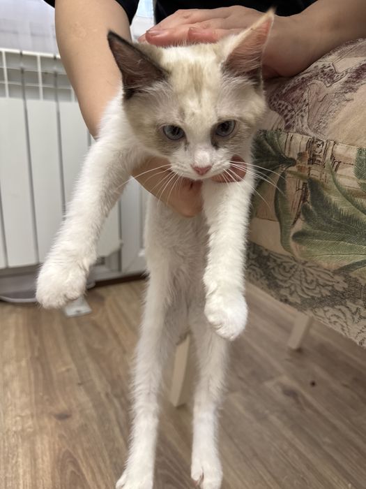 Отдаем в хорошие руки