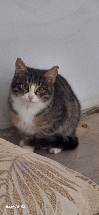 Красивые коты и кошки