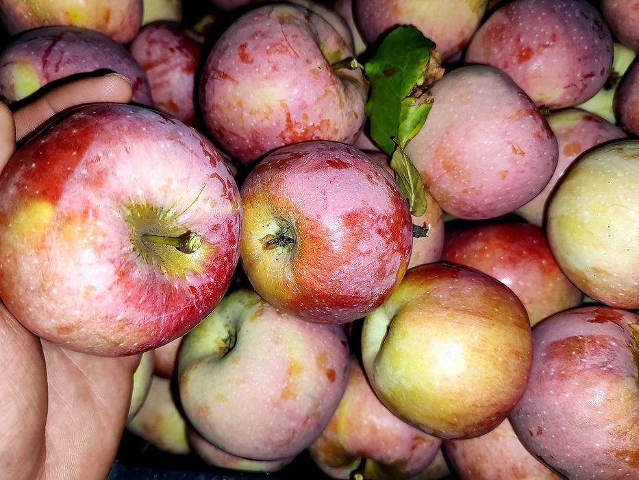 Ябълки, ябълки за сок, ябълки за консумация, ябълки за преработка и др