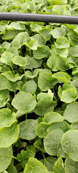 Разсад КРАСТАВИЦИ Тиквички, Пъпеш,Дини