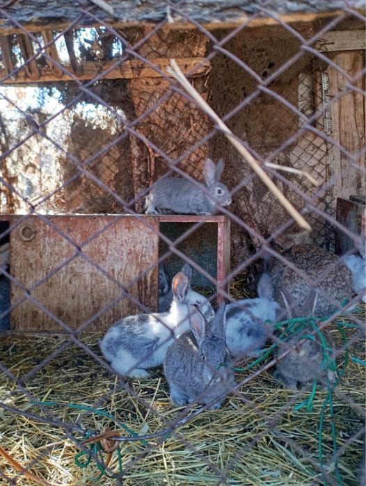 Продам кроликов город Уштобе