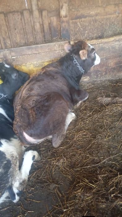 De vanzare 2 vitele de 6 luni  jumate 7 preti in privat sau la nr 0756