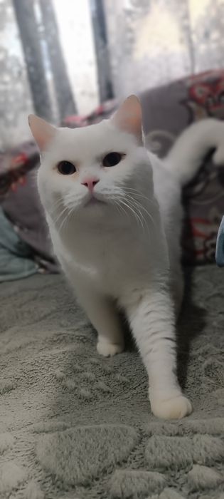 Продается кот Страйт