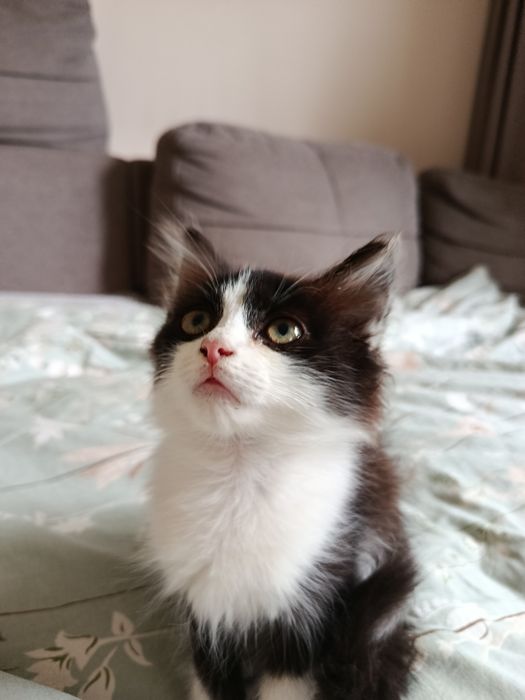 Котенок, девочка, 2 месяца