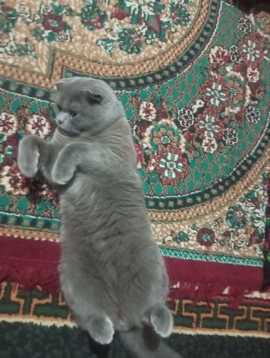 Шотландский вислоухая кошка